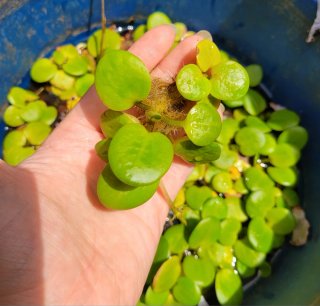 Limnobium Laevigatum - Sana y sin caracoles