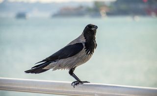 Objetivo Canon RF-S 55-210mm F5-7.1 IS STM