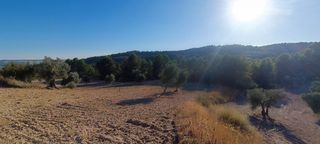 Olivar en secano en producción. 7500 m2