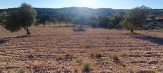 Olivar en secano en producción. 7500 m2