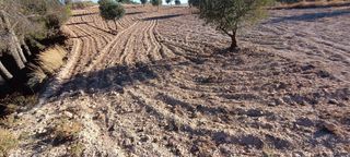 Olivar en secano en producción. 7500 m2