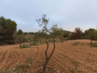 Olivar en secano en producción. 7500 m2