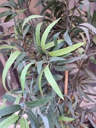 Planta artificial bambú