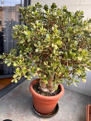Árbol de Jade grande