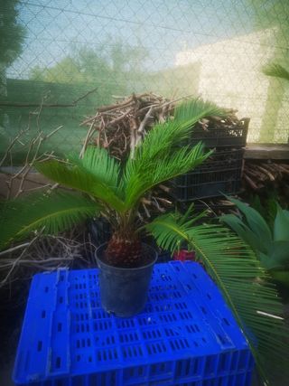 Pack 2 Cycas revoluta - Planta