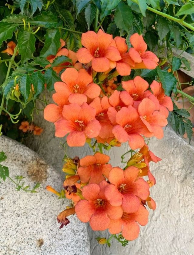 Bignonia rampicante fiori Rosso /Arancio