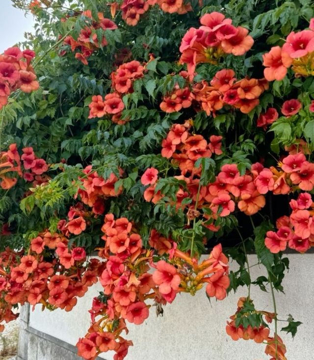 Bignonia rampicante fiori Rosso /Arancio
