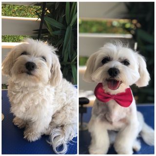 Servicios de peluqueria canina a domicilio