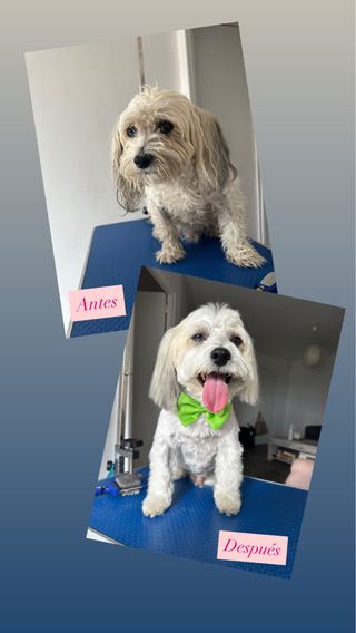 Servicios de peluqueria canina a domicilio