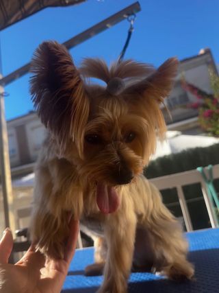 Servicios de peluqueria canina a domicilio