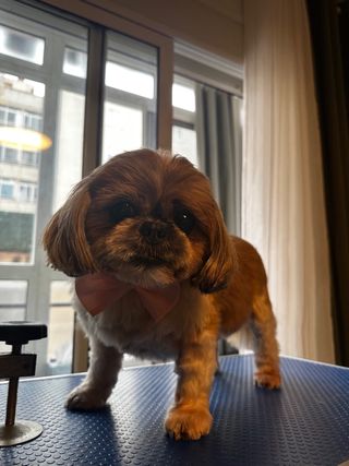 Servicios de peluqueria canina a domicilio