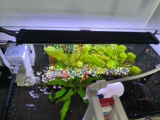 Acuario completo principiante
