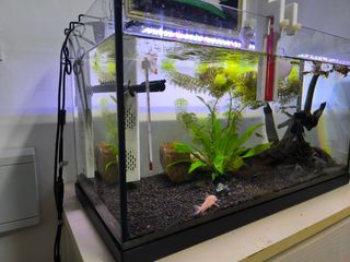 Acuario completo principiante