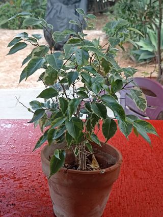 Ficus Benjamin variegata