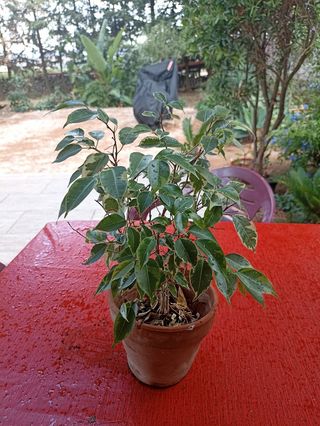 Ficus Benjamin variegata