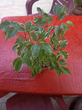 Ficus Benjamin variegata