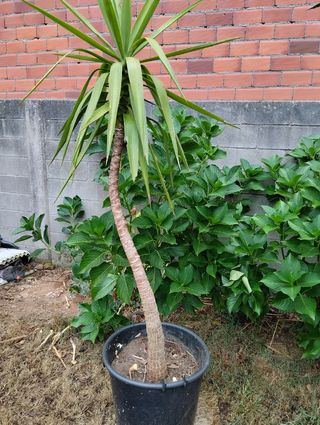 Yuca Elefante - Planta grande