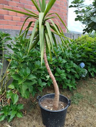 Yuca Elefante - Planta grande
