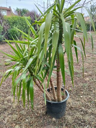 Yucas grandes en maceta