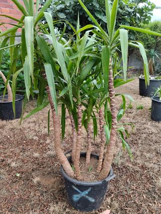 Yucas grandes en maceta