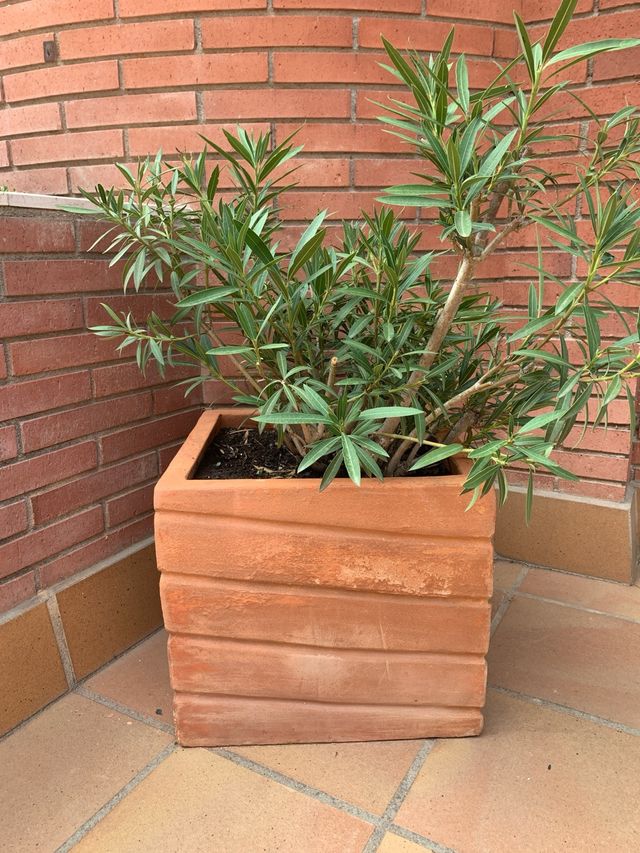 GANGA !!! Planta Adelfa maceta terracota grande !