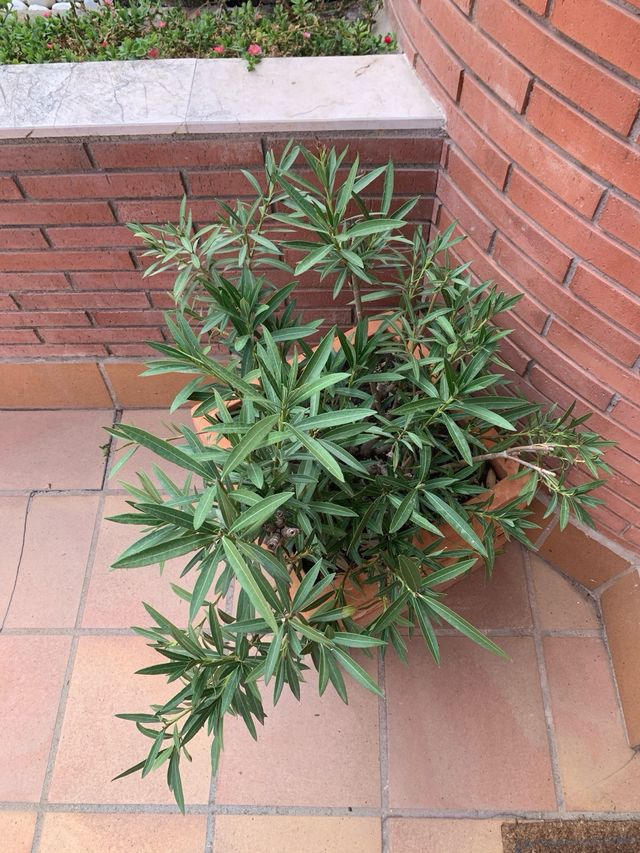 GANGA !!! Planta Adelfa maceta terracota grande !