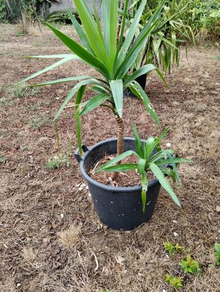 2 Yucas pie de elefante en maceta