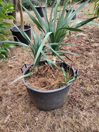3 Plantas Yucas en Maceta
