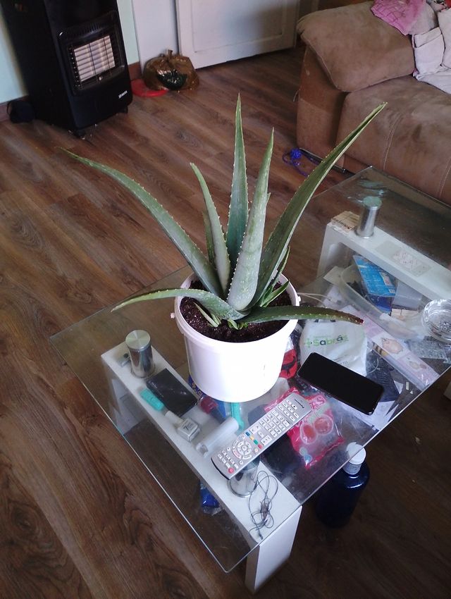 Hoja Aloe vera