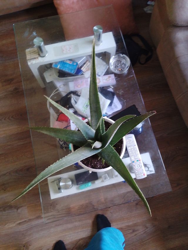 Hoja Aloe vera
