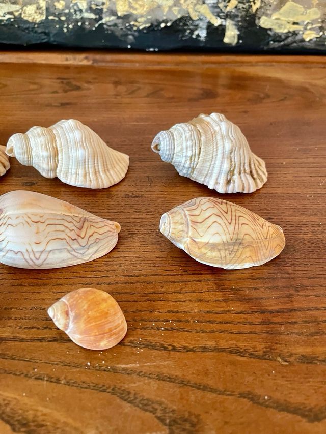 8 Conchiglie | Australia