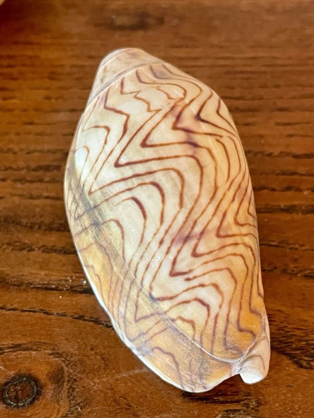 8 Conchiglie | Australia