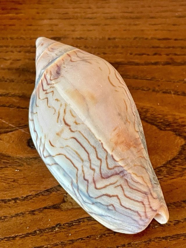 8 Conchiglie | Australia