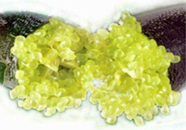 Finger Lime Emerald Caviale Limone