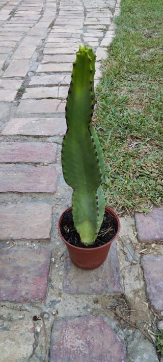 Planta Cactus Euphorbia