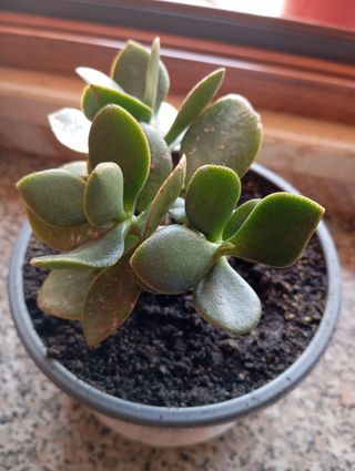 Pianta Grassa 