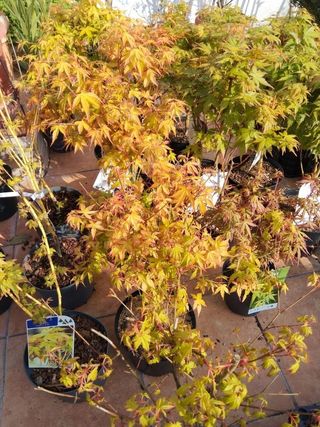 ACER PALMATUM 