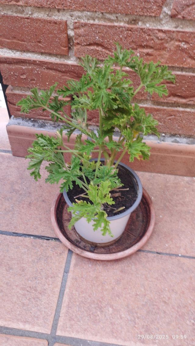 Geranio limonero - Planta aromática