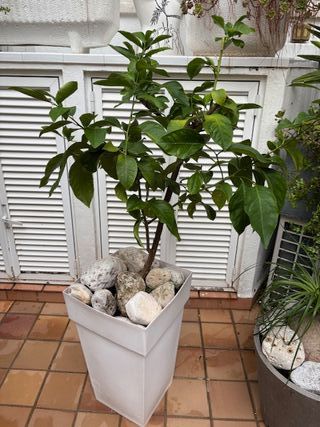 Limonero en maceta