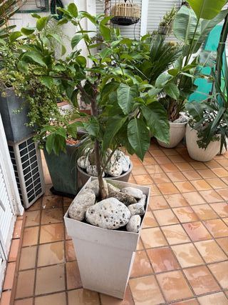 Limonero en maceta