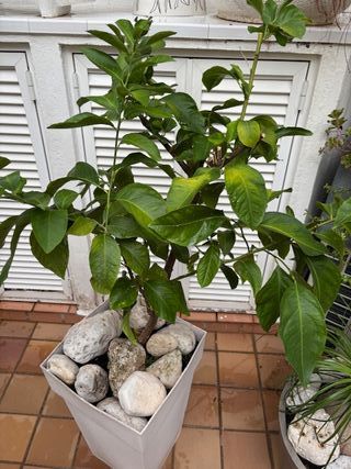 Limonero en maceta