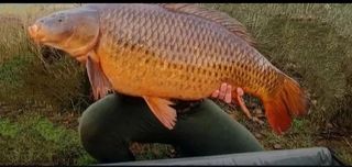 Pesca ,Cebo carpfishing.