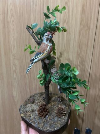 Diorama di uccelli decorativi, Silvestrismo 