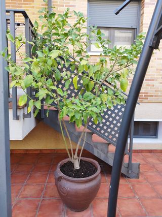 Macetero grande de barro con/sin Limonero