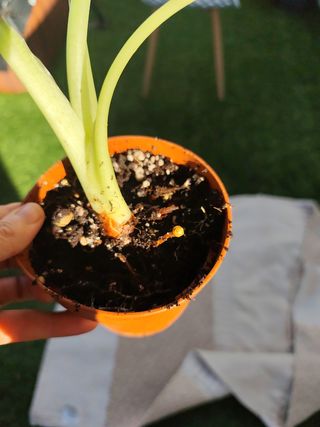Alocasia Regal Shield 