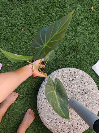 Alocasia Regal Shield 