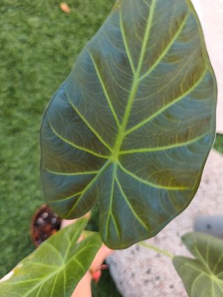 Alocasia Regal Shield 