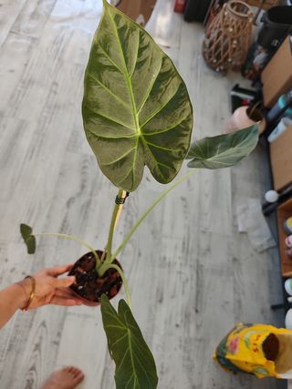 Alocasia Regal Shield 