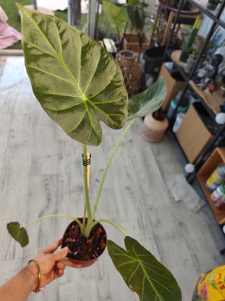 Alocasia Regal Shield 