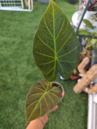 Alocasia Regal Shield